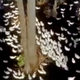 Too many geese!!!!